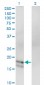 GCG Antibody (monoclonal) (M02)